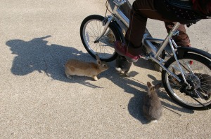 自転車にうさぎ