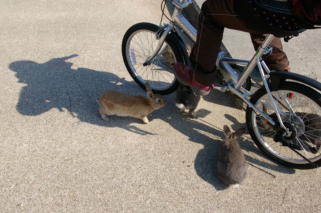 自転車にうさぎ