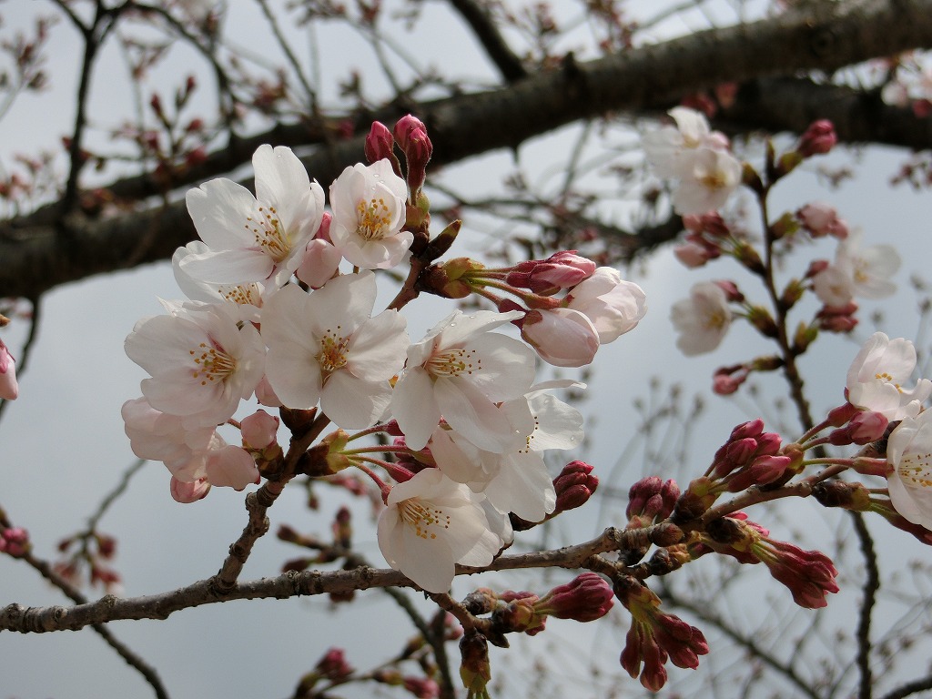 桜_20160328